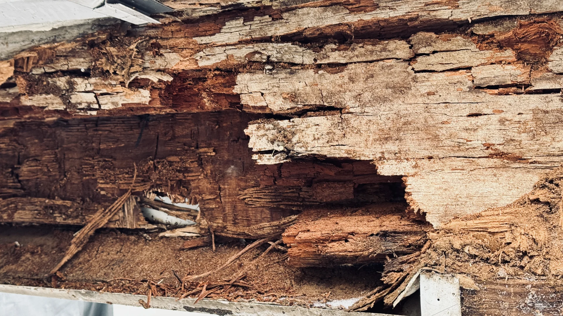 Timber Rafter Assessment
